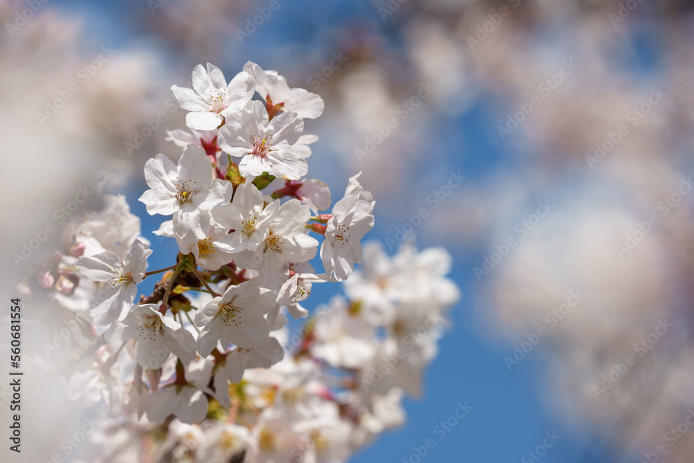桜の花 春のイメージ 桜の花 春のイメージ