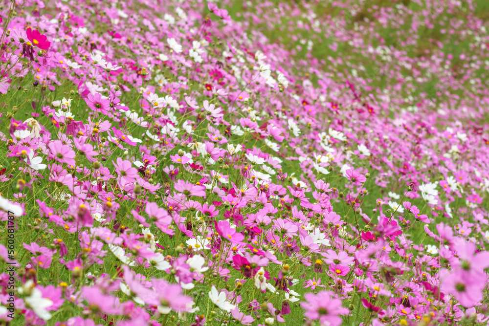 コスモスの花　秋のイメージ