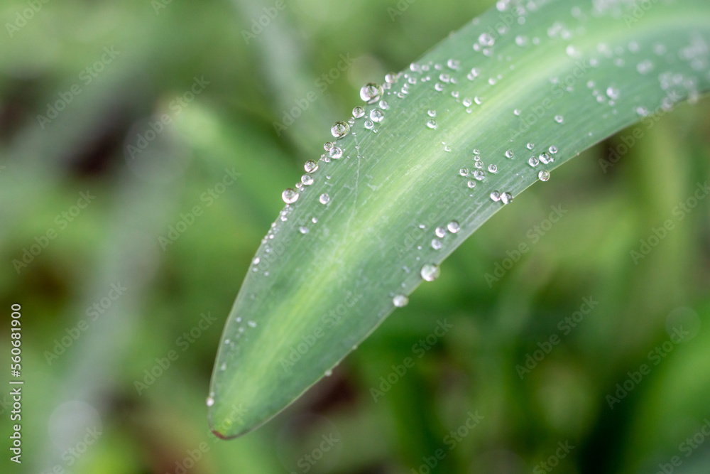 Naklejka premium 緑と水 環境とエコのイメージ