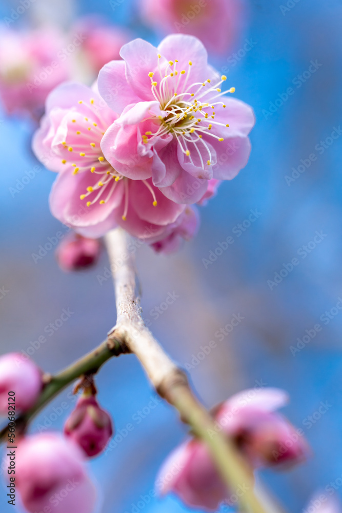 Fototapeta premium 紅梅 初春イメージ