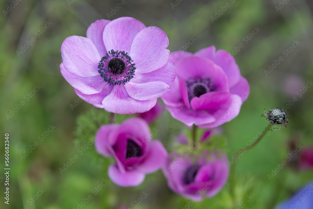 アネモネの花 春のイメージ アネモネの花 春のイメージ
