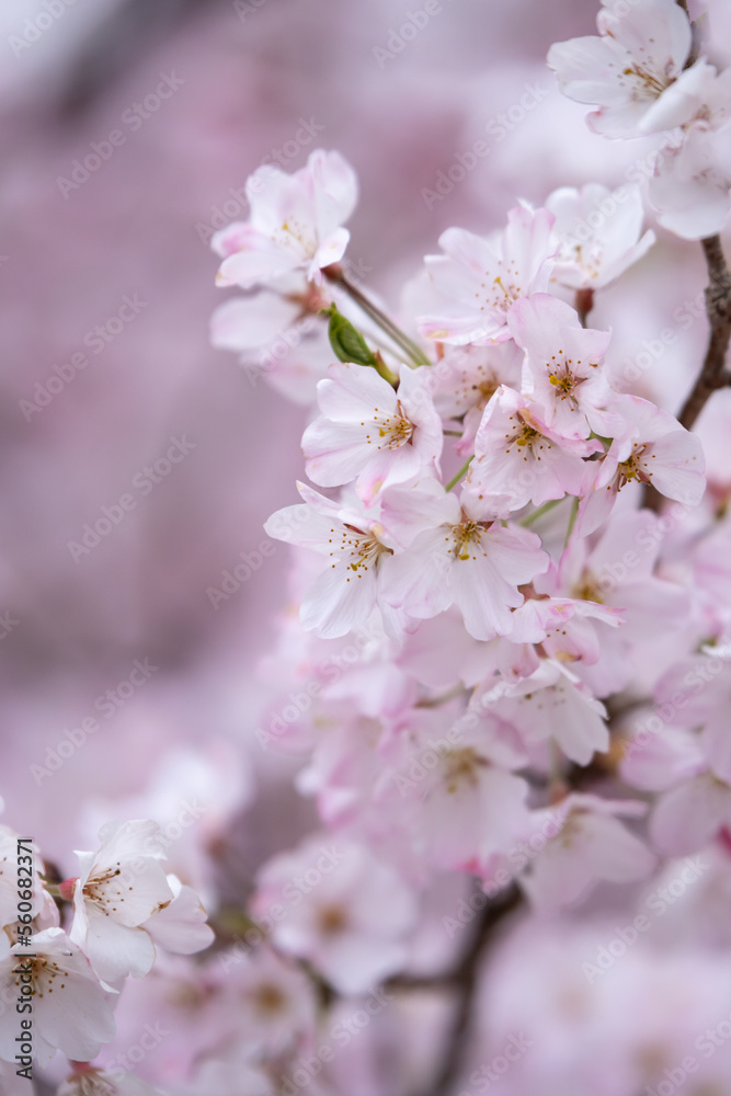 桜の花 春のイメージ 桜の花 春のイメージ
