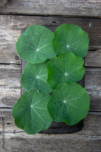 large beautiful nasturtium leaves for salad