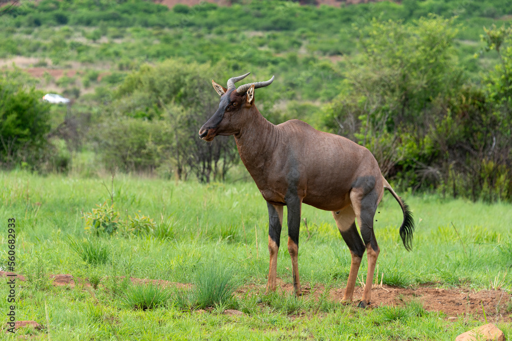 Fototapeta premium Damalisque, Damaliscus lunatus, Parc national Kruger, Afrique du Sud