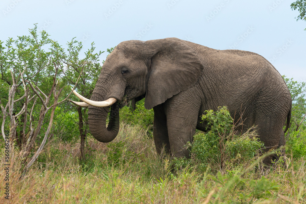Obraz premium Éléphant d'Afrique, gros porteur, Loxodonta africana, Parc national du Kruger, Afrique du Sud
