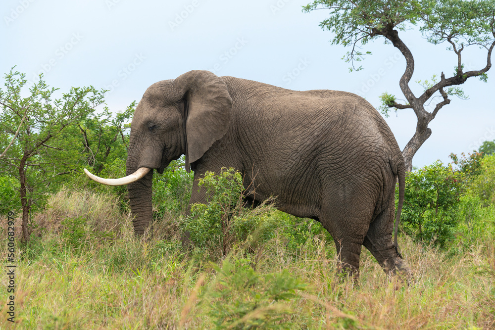 Éléphant d'Afrique, gros porteur, Loxodonta africana, Parc national du Kruger, Afrique du Sud Éléphant d'Afrique, gros porteur, Loxodonta africana, Parc national du Kruger, Afrique du Sud