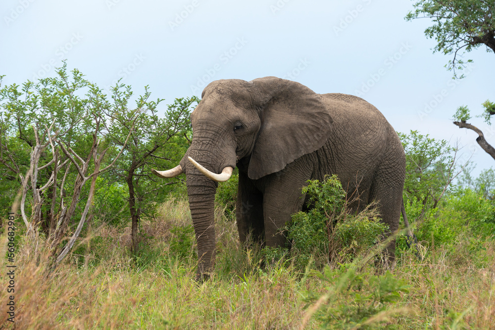 Obraz premium Éléphant d'Afrique, gros porteur, Loxodonta africana, Parc national du Kruger, Afrique du Sud