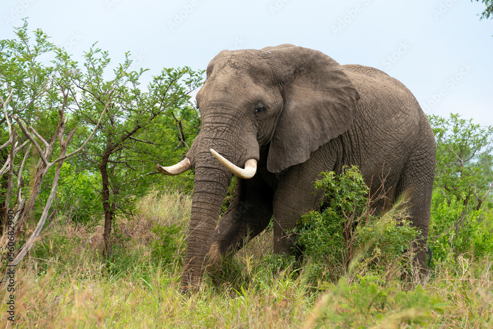 Éléphant d'Afrique,  gros porteur, Loxodonta africana, Parc national du Kruger, Afrique du Sud