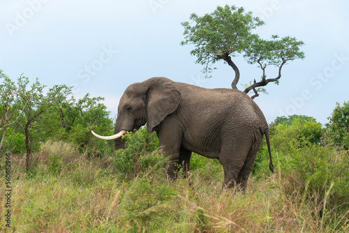 Éléphant d'Afrique, gros porteur, Loxodonta africana, Parc national du Kruger, Afrique du Sud