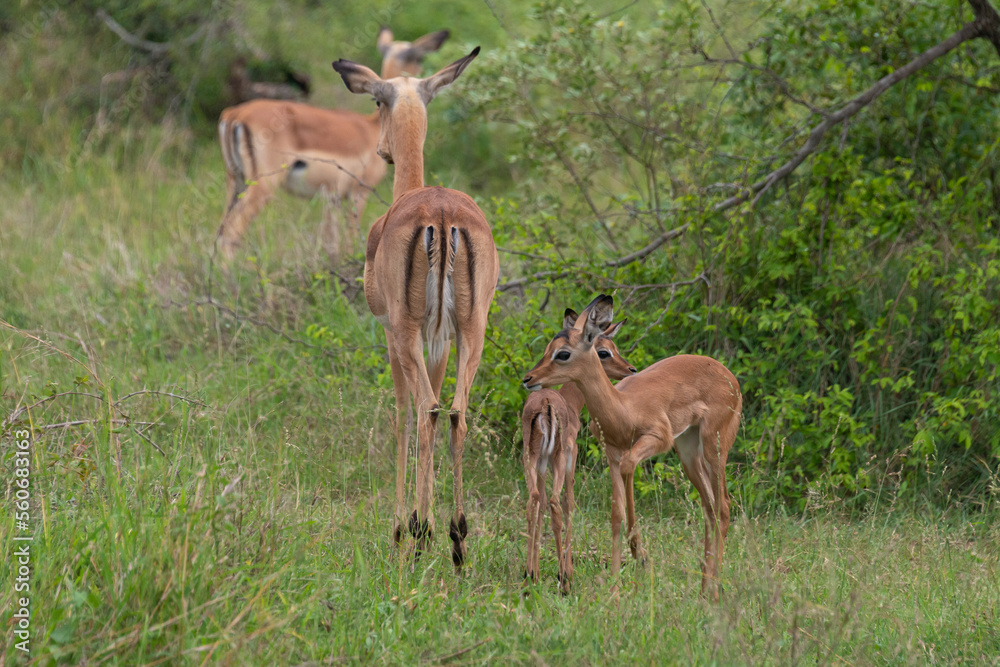 Impala, femelle et jeune, Aepyceros melampus Impala, femelle et jeune, Aepyceros melampus