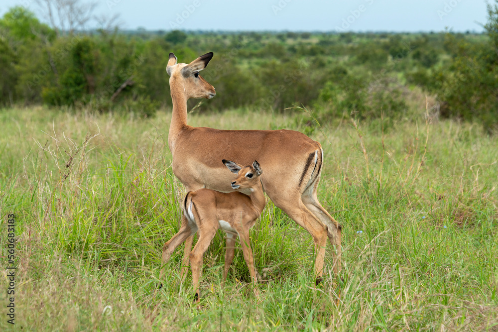 Impala, femelle et jeune, Aepyceros melampus Impala, femelle et jeune, Aepyceros melampus