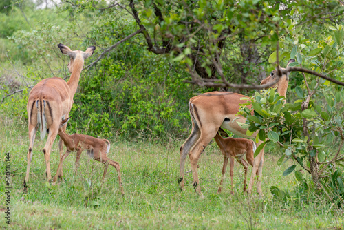 Impala, femelle et jeune, Aepyceros melampus
