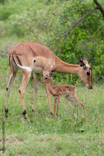 Impala, femelle et jeune, Aepyceros melampus