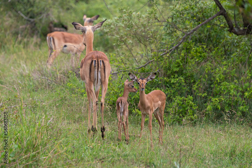 Impala  femelle et jeune  Aepyceros melampus