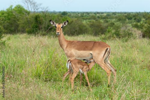 Impala, femelle et jeune, Aepyceros melampus photo