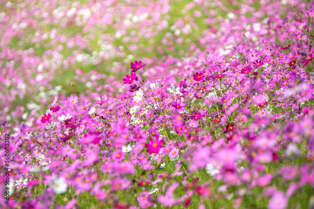 コスモスの花　秋のイメージ