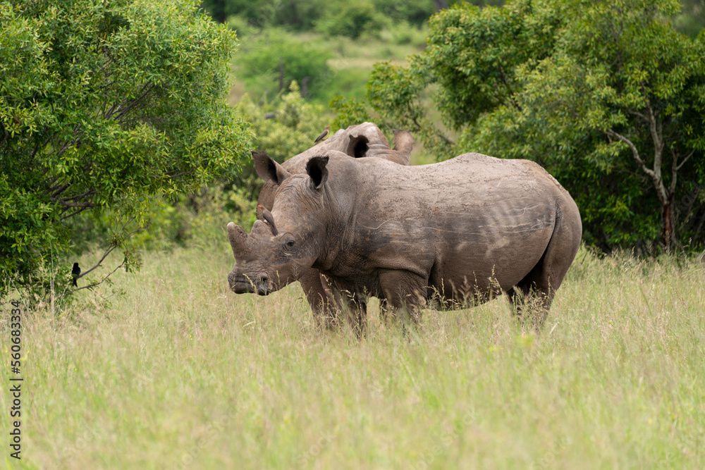 Rhinocéros blanc, corne coupée, white rhino, Ceratotherium simum, Parc national Kruger, Afrique du Sud Rhinocéros blanc, corne coupée, white rhino, Ceratotherium simum, Parc national Kruger, Afrique du Sud