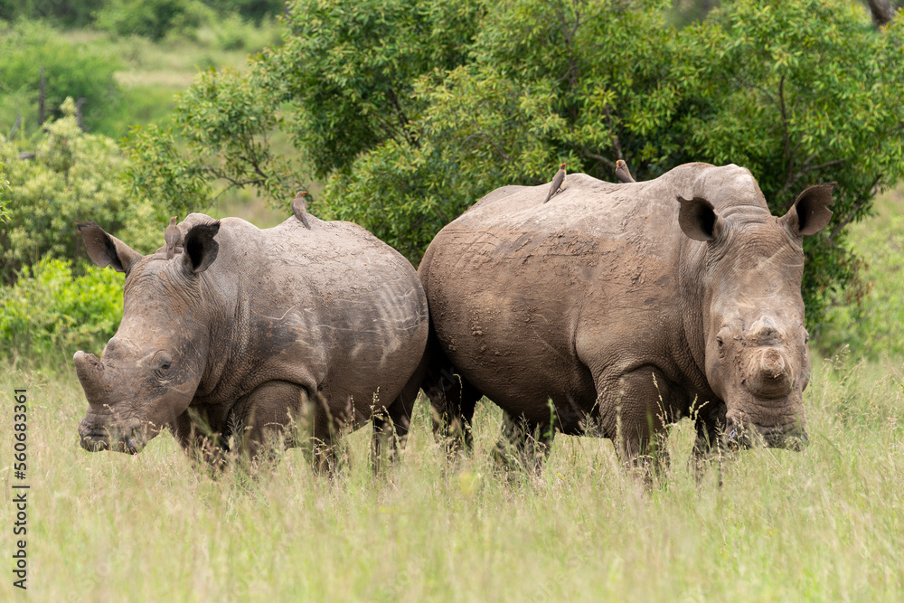 Rhinocéros blanc, corne coupée, white rhino, Ceratotherium simum, Parc national Kruger, Afrique du Sud Rhinocéros blanc, corne coupée, white rhino, Ceratotherium simum, Parc national Kruger, Afrique du Sud
