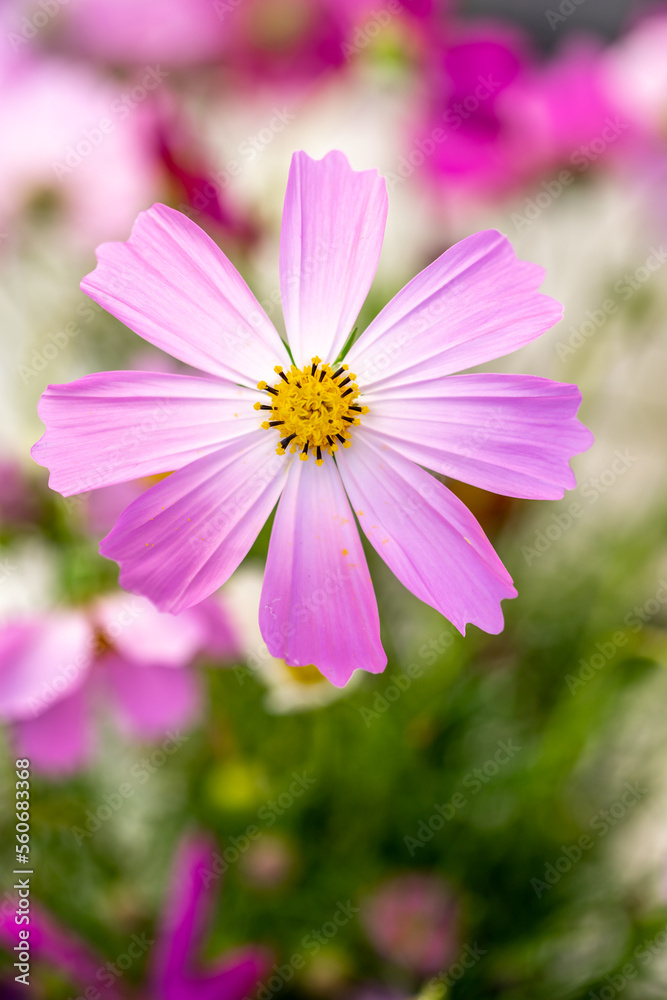 コスモスの花　秋のイメージ