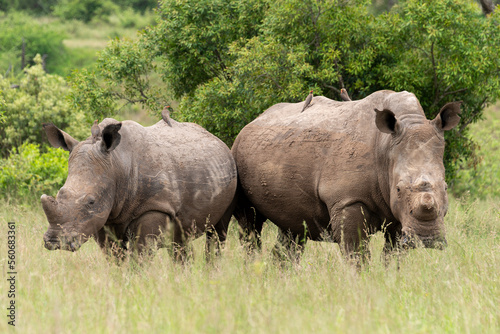 Rhinoc  ros blanc  corne coup  e  white rhino  Ceratotherium simum  Parc national Kruger  Afrique du Sud