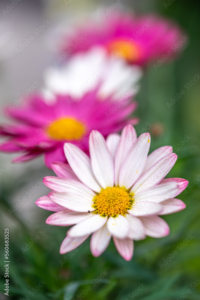 マーガレットの花　春のイメイメージ