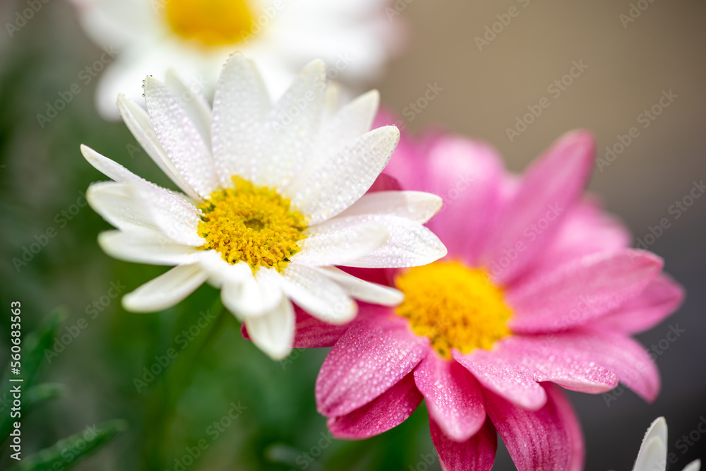 Fototapeta premium マーガレットの花 春のイメイメージ