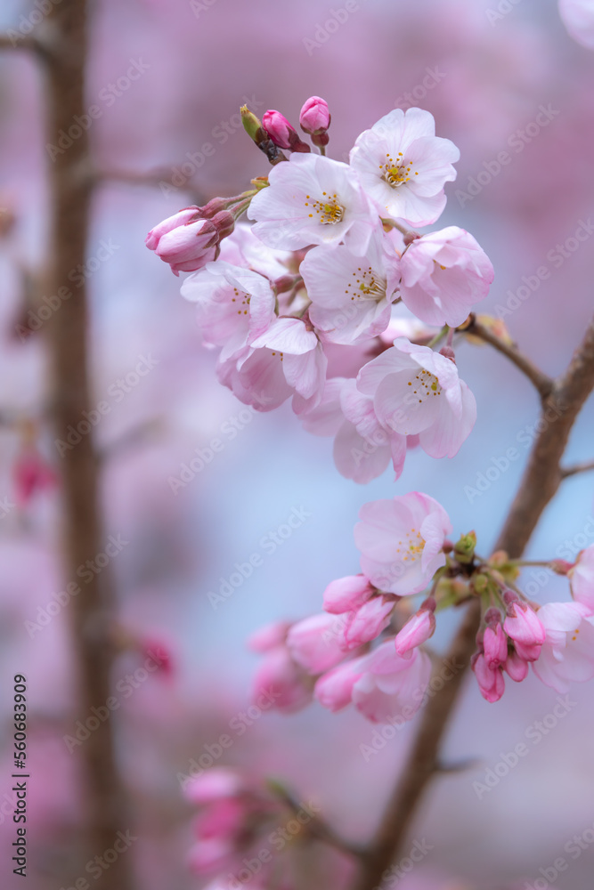 Obraz premium 桜の花 春のイメージ