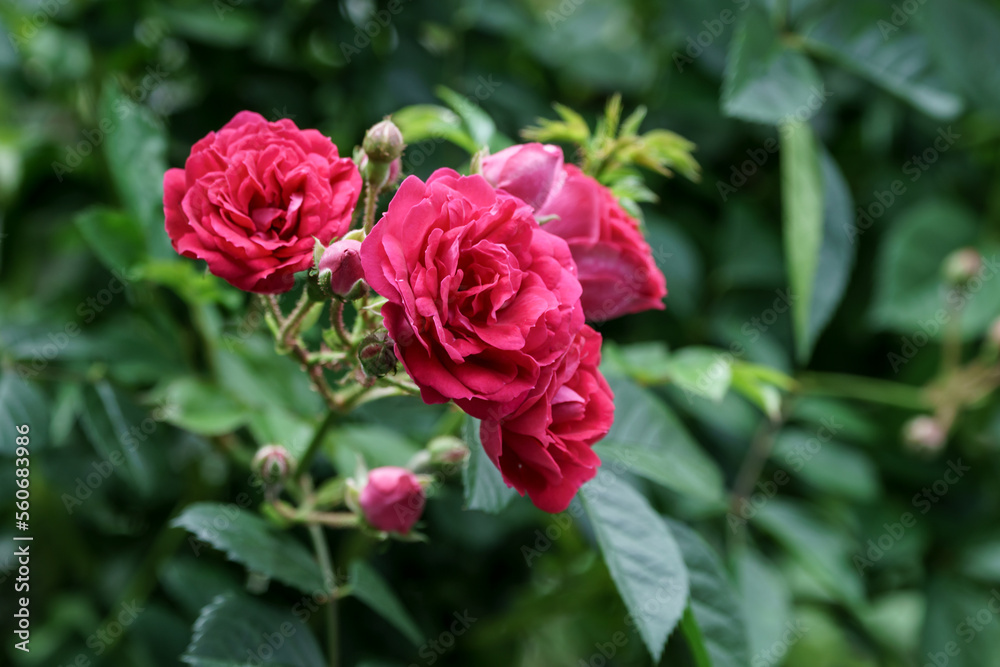 Obraz premium バラの花 屋外イメージ
