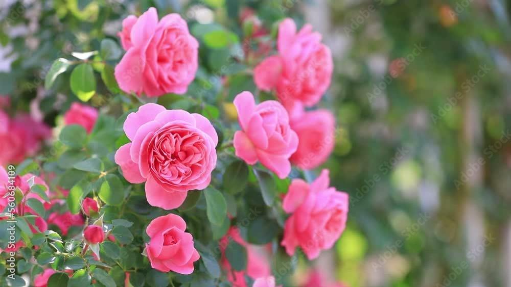 Blooming roses in the park, North China Blooming roses in the park, North China