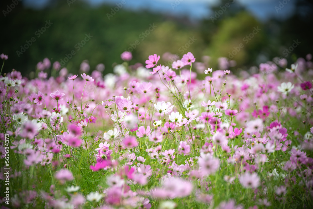 Obraz premium コスモスの花 秋のイメージ