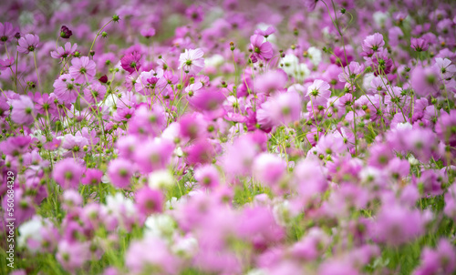 コスモスの花　秋のイメージ