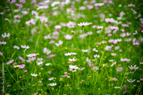 コスモスの花　秋のイメージ