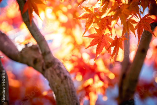 紅葉　秋の和風イメージ