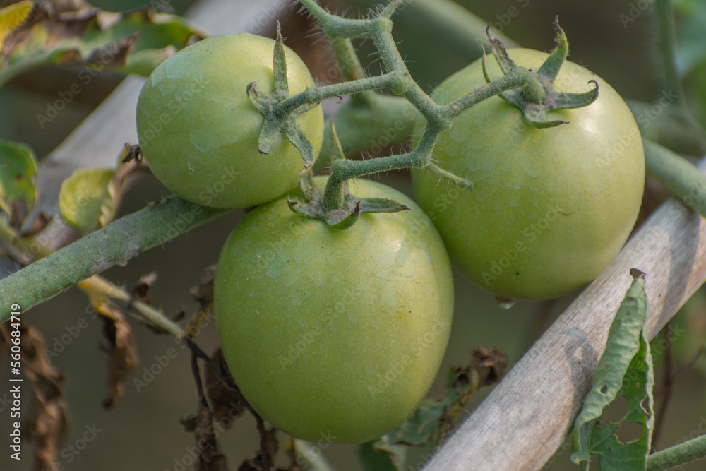 Green Tomato vegetables in the garden with natural view background, selective focus images.