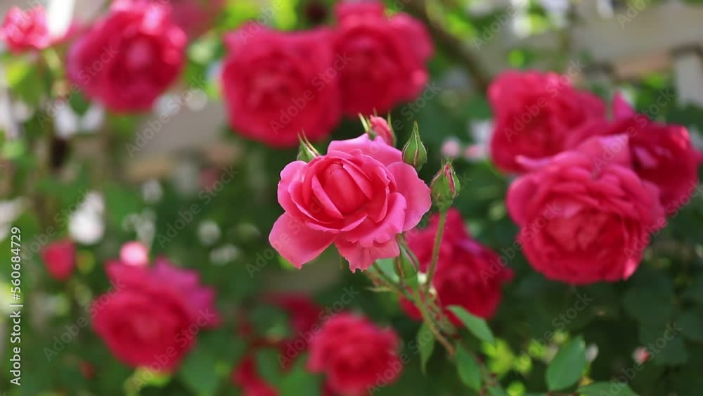 Blooming roses in the park, North China Blooming roses in the park, North China