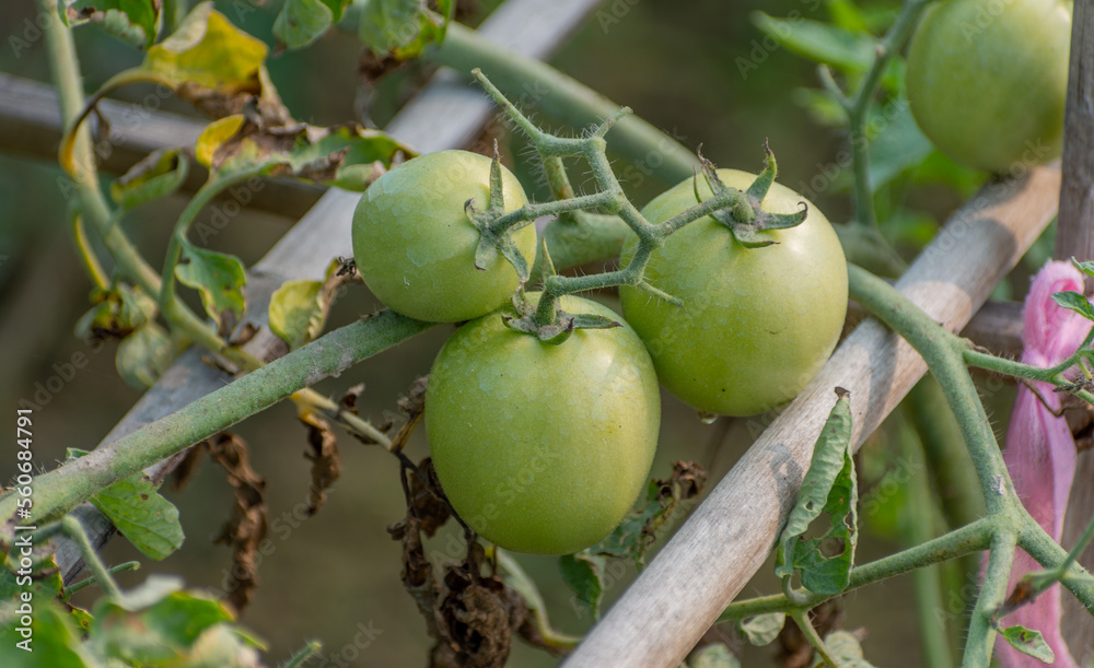 Green Tomato vegetables in the garden with natural view background, selective focus images. Green Tomato vegetables in the garden with natural view background, selective focus images.