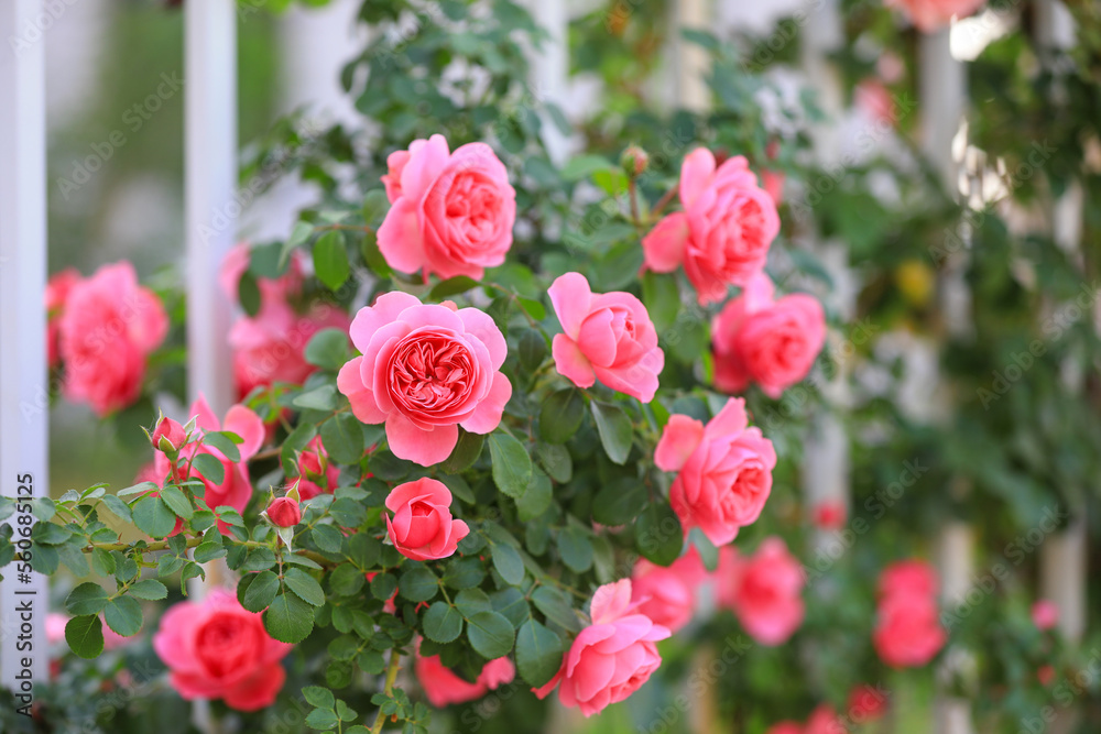 Blooming roses in the park, North China