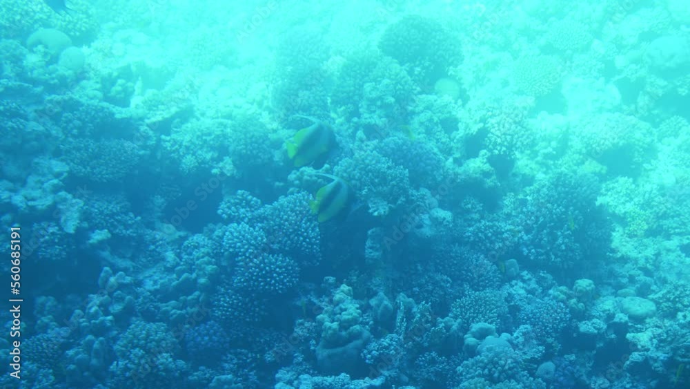 Top view coral reef under crystal clear water, sea ripples reflected. Slow motion. 4K Top view coral reef under crystal clear water, sea ripples reflected. Slow motion. 4K