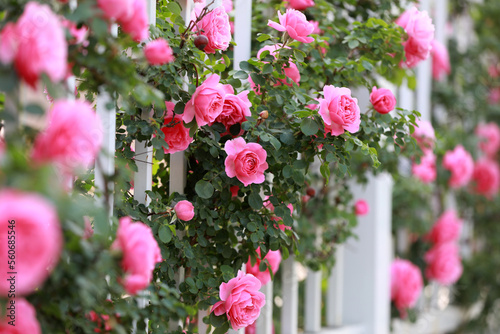 Blooming roses in the park, North China