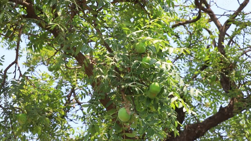 A 500 year old civilian fruit tree still bears fruit, North China A 500 year old civilian fruit tree still bears fruit, North China