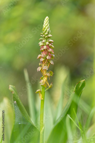 Orchis anthropophora Man orchid flower spike growing on calcareous grass meadow in Spring in France