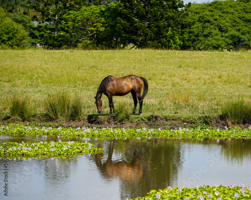 Bay coloured horse reflected in water. © Silky Oaks