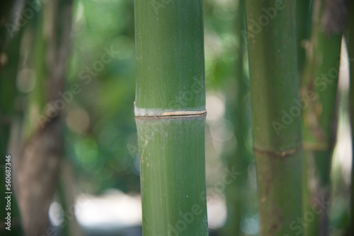 bamboo in the forest background