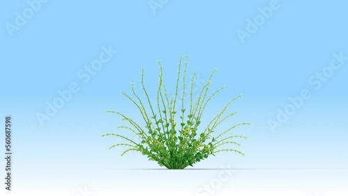 Leucophyllum plant growing from a small plant to an adult. 3d rendering with alpha channel. photo