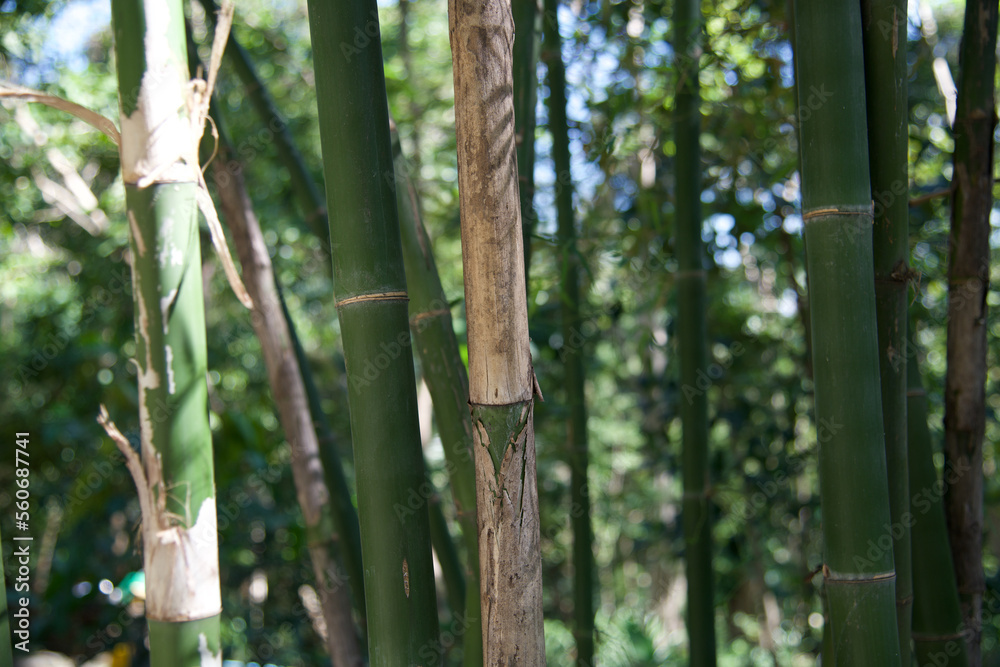 Obraz premium green bamboo forest