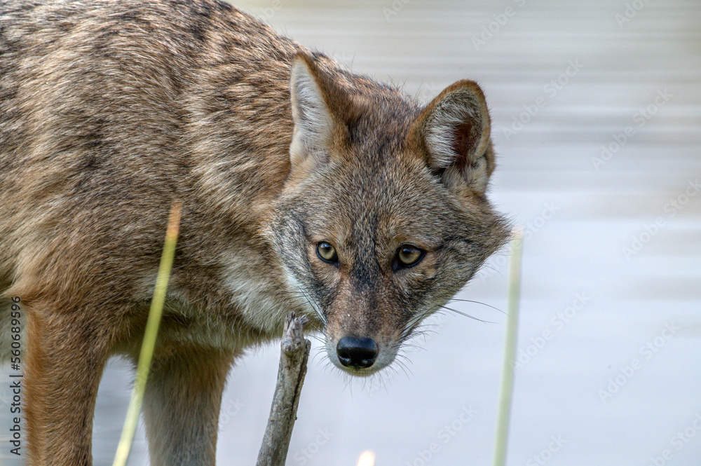 Fototapeta premium grey wolf portrait