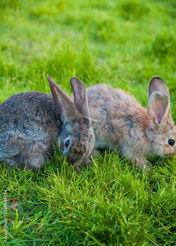two rabbits eat grass in garden