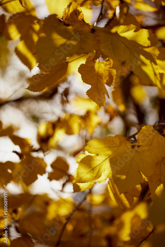 tree branches with colorful autumn leaves on blurred background