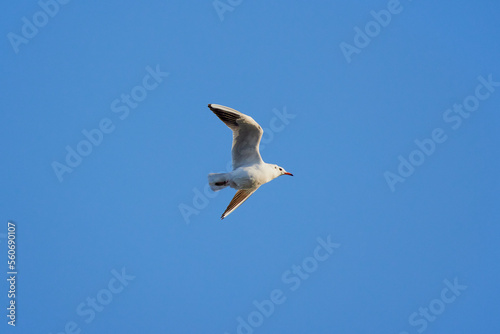 seagulls in flight on the blue sky of an autumn day