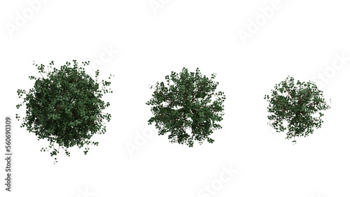top down view set of 3 Dark Shiny Leaf Bush on white,  3d rendering of png transparent background, suitable for archiviz, architecture visualization gardening design